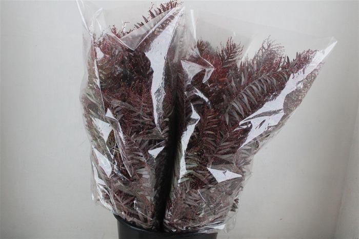 <h4>Mimosa Luna D'argento Abs Red P Bunch</h4>