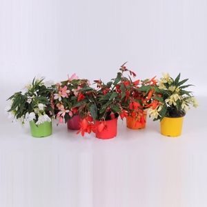 begonia waterfall ton sur ton MIX LAAG