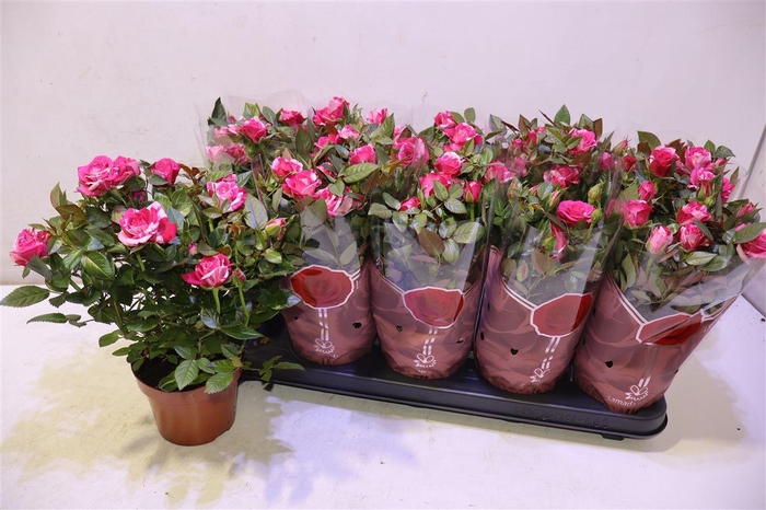 <h4>arr8 Ro Twin Color</h4>