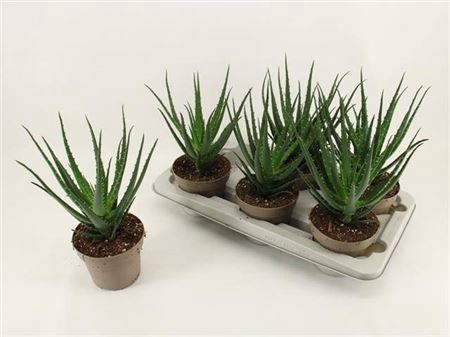 <h4>Aloe Arborescens</h4>