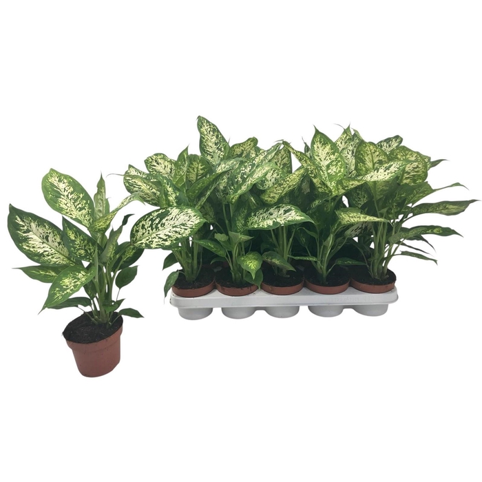 <h4>DIEFF COMPACTA</h4>