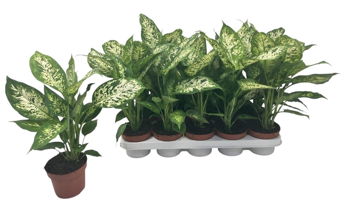 <h4>DIEFF COMPACTA</h4>