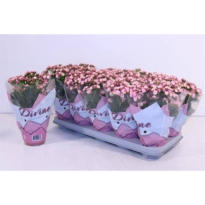 KALAN CALAN PINK P12