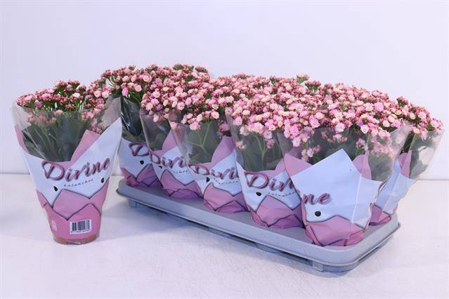<h4>KALAN CALAN PINK P12</h4>