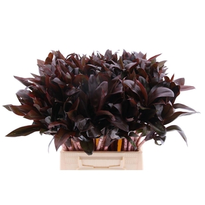 Cordyline Compacta (rd)
