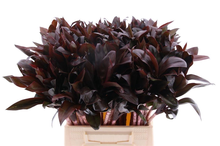<h4>Cordyline Compacta (rd)</h4>
