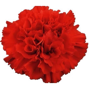 DI ST RED MAGIC