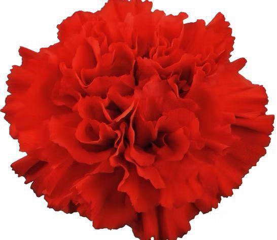 <h4>DI ST RED MAGIC</h4>