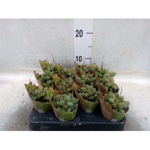 Adromischus cooperii