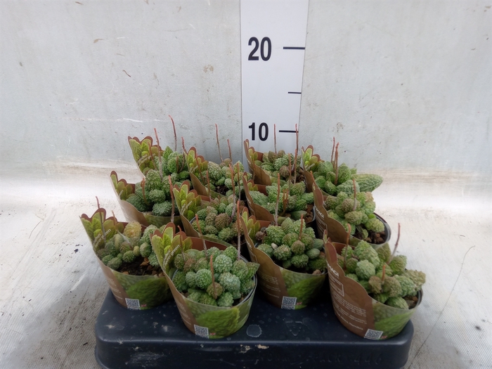 <h4>Adromischus cooperii</h4>