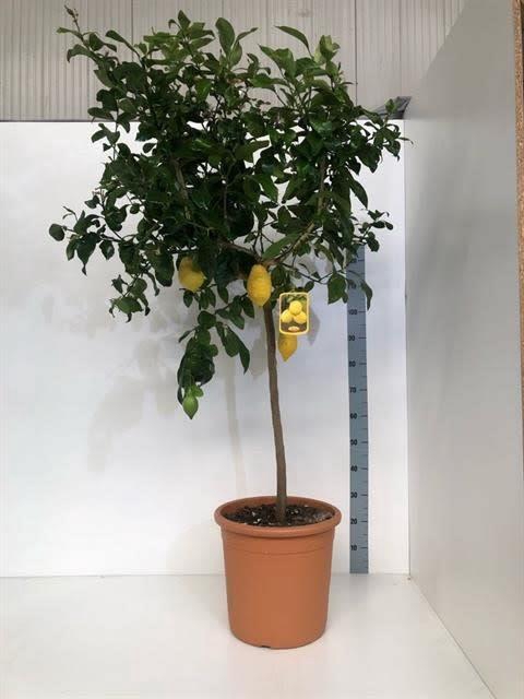 CITR LIMON