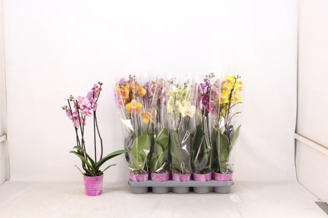 <h4>PHAL GEM 5 KL</h4>