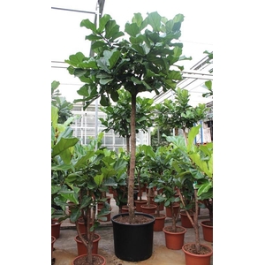 Ficus lyrata