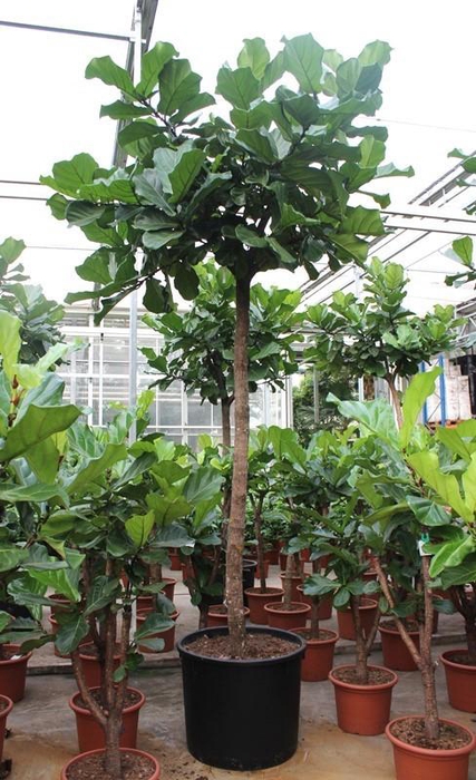 <h4>Ficus lyrata</h4>