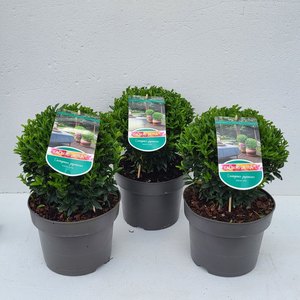 Euonymus jap. 'Green spire' Ball C5 (Colour in Shape)