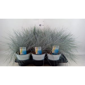 Festuca glauca 'Intens Blue'