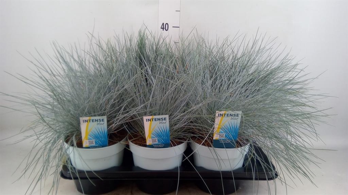 <h4>Festuca glauca 'Intens Blue'</h4>