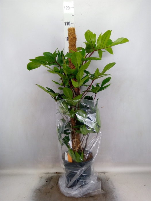 <h4>Philodendron pedatum</h4>