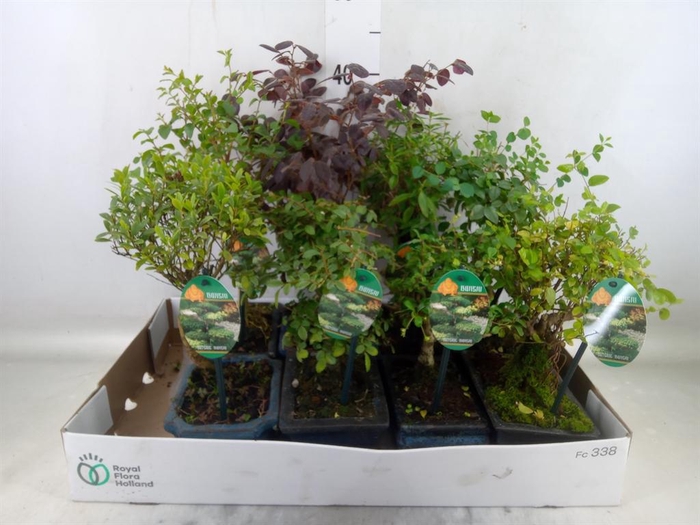 <h4>Bonsai   ...mix</h4>