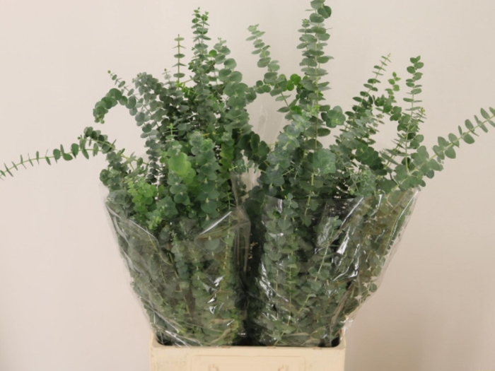 <h4>EUC BABY BLUE P BS</h4>