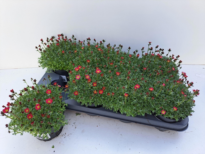 <h4>SAXIF AR PETER PAN</h4>