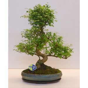 Ligustrum sinensis, 39cm., shape, with drip tray