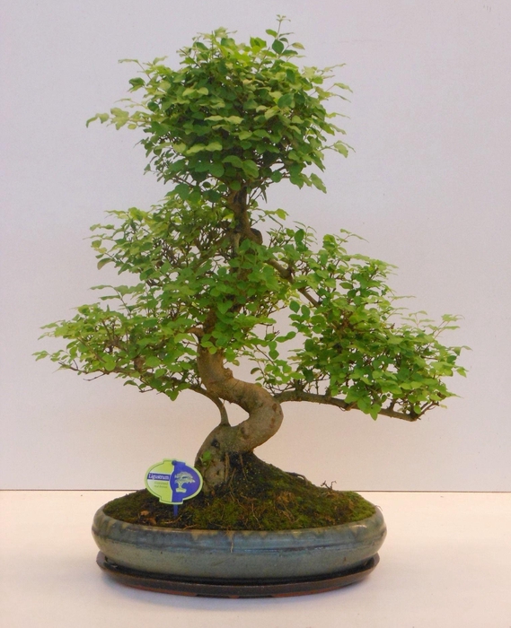 <h4>Ligustrum sinensis, 39cm., shape, without drip tray</h4>
