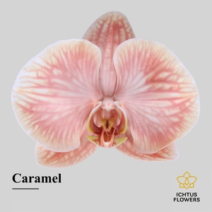 Phalaenopsis