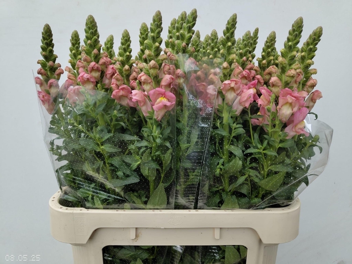 <h4>ANTIR ANTIBES PINK</h4>