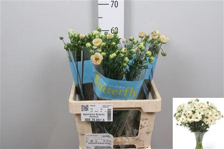 <h4>Ran Butterfly Keramos</h4>
