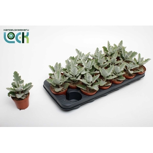 Kalanchoe Beharensis Light