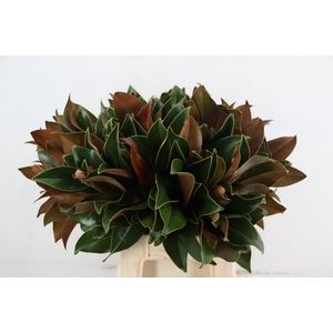 MAGNOLIA GRANDIFLORA PER STEM