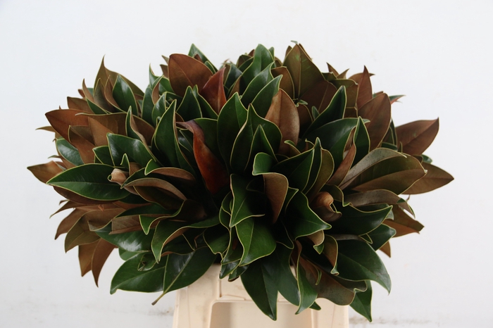 <h4>MAGNOLIA GRANDIFLORA PER STEM</h4>