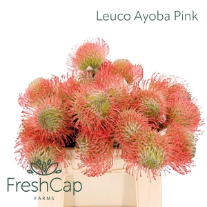 LEUCO AYOBA PINK