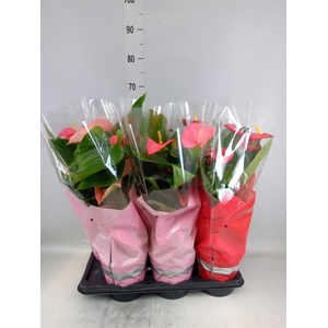 Anthurium   ...mix 4