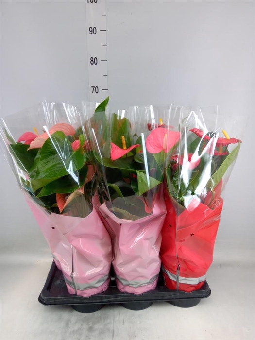 <h4>Anthurium   ...mix 4</h4>