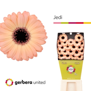 Germini Jedi Diamond