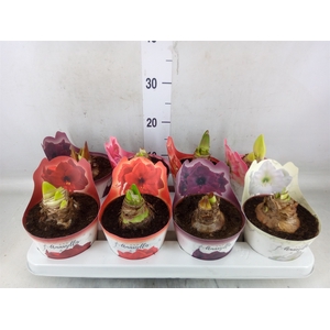 Hippeastrum   ...mix