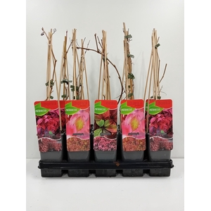 Parthenocissus mix