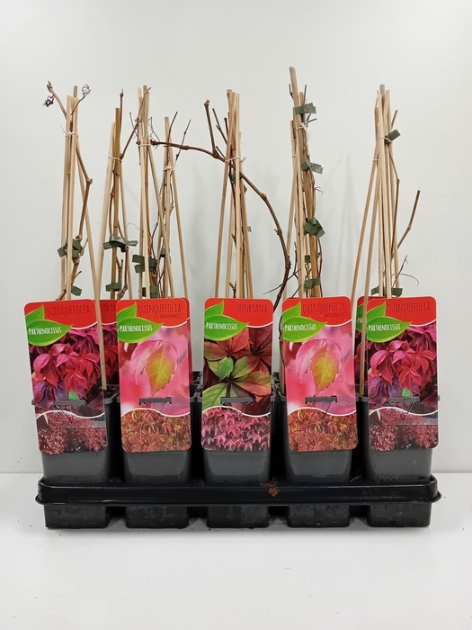 <h4>Parthenocissus mix</h4>