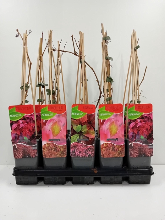 <h4>Parthenocissus mix</h4>