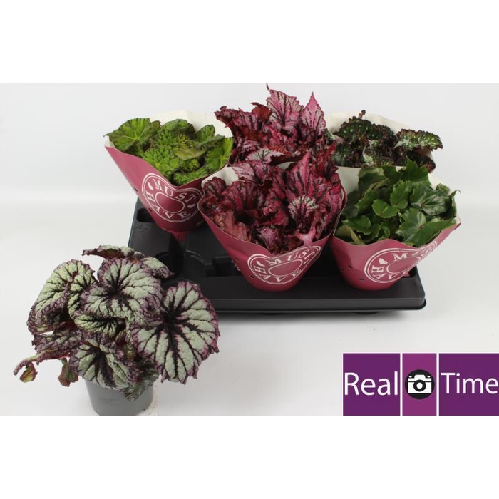 <h4>BEG BEL GEM</h4>