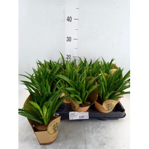 Sansevieria trifa. 'Hahnii'