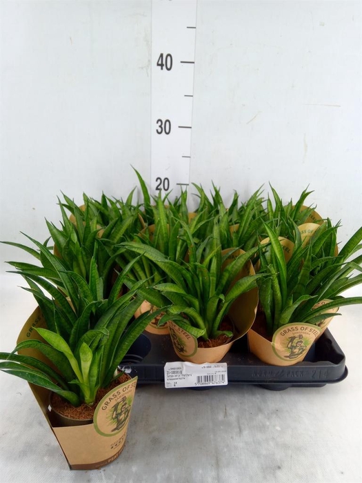 <h4>Sansevieria trifa. 'Hahnii'</h4>