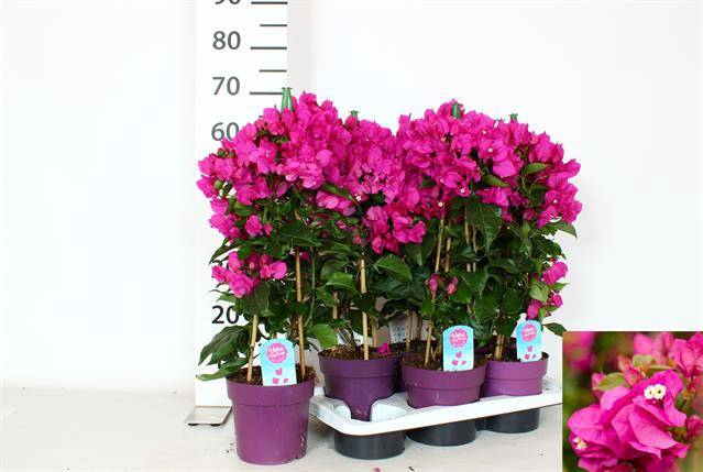 <h4>Bougainvillea Vera Deep Purple</h4>