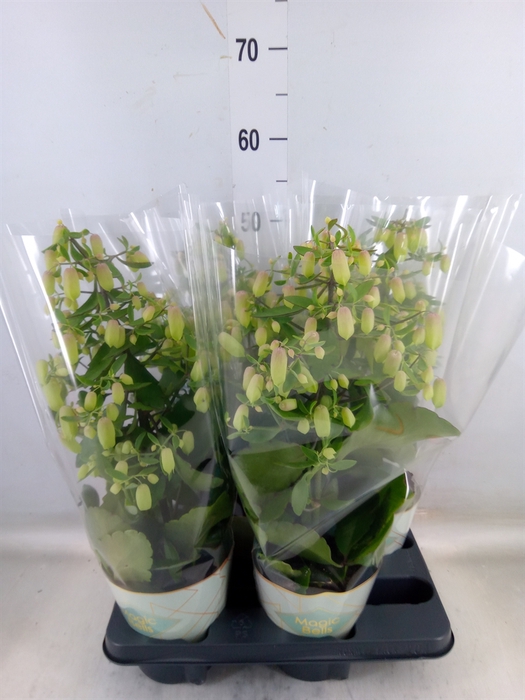 <h4>Kalanchoe  'Magic Bell'</h4>