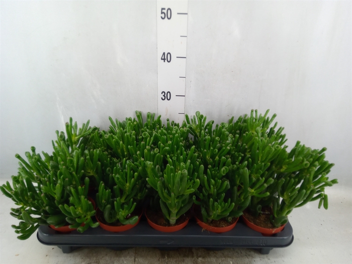 <h4>Crassula ovata 'Hobbit'</h4>