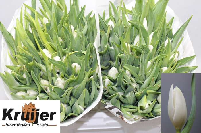 <h4>TU EN KOSMOS</h4>