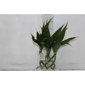 BAMBU ALADIN DE RESINA