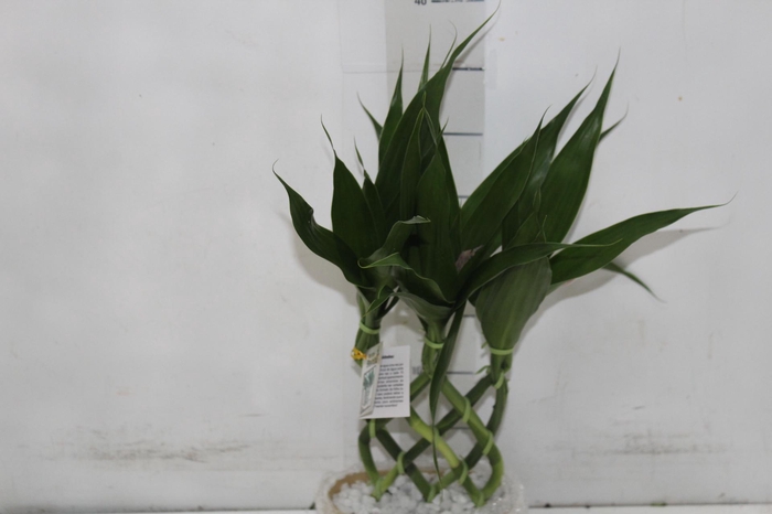 <h4>BAMBU ALADIN DE RESINA</h4>